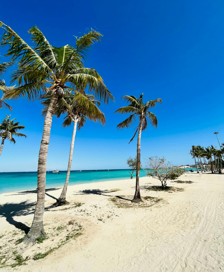 Tropical beach with tall palm trees, white sand and turquoise ocean under a clear blue sky, idyllic summer vacation scenery.