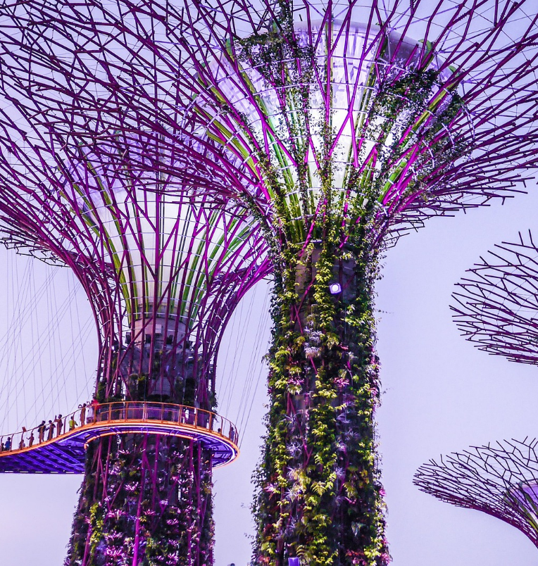 Supertree Grove at Gardens by the Bay in Singapore with illuminated vertical gardens and the OCBC Skyway walkway at night.